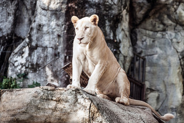 White Lion , Panthera leo.