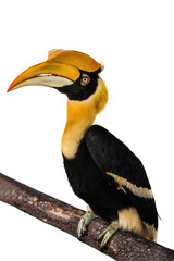 Hornbill  on white background. © apple2499