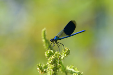 Dragonfly sitting on the grass near the water