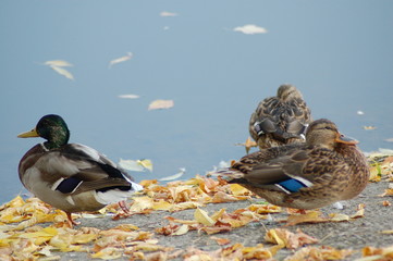 three ducks on the lake