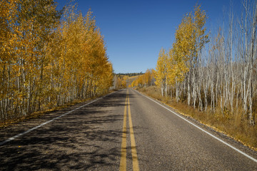 A long road with the aspen trees on the sides of the road. North Rim, Grand Canyon.