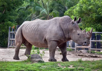 Foto op Plexiglas Rhinoceros  © apple2499