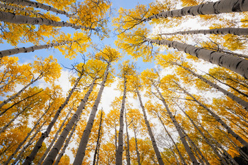 Aspen tree canopy, awesome autumn scene.