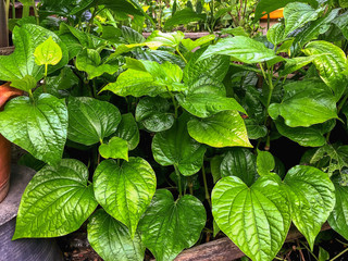 Many green leaves in the garden