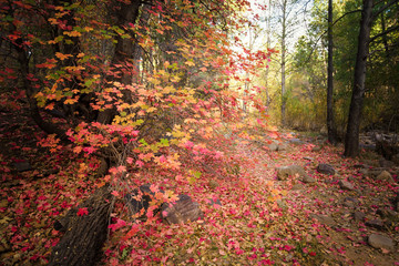 Scenic Fall color Landscape, Christopher Creek, Payson, Arizona