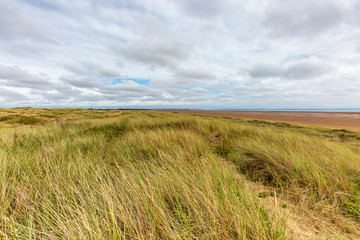 Obraz premium Marram grass on the sand dunes, at Formby beach