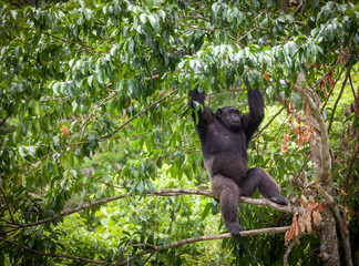 Common Chimpanzee sitting next in the Zoo