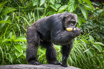 Common Chimpanzee sitting next in the Zoo