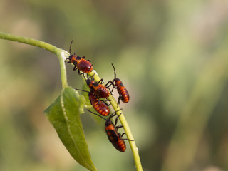 cute red bugs on a plant macro