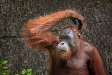 orangutan cute