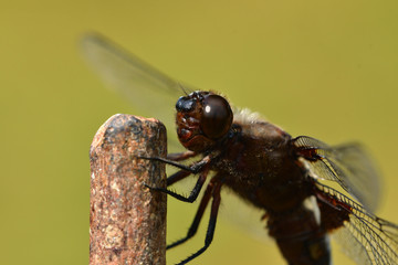 macro detail of head of dragonfly