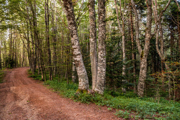 Path with beech trees leading to the loricato pines forest in the Pollino national park