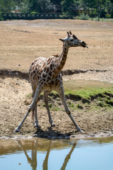 Giraffe animal drinking water from river in safari park with reflection in water