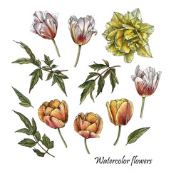 Flowers set of watercolor tulips and leaves in sketch style - 215667875