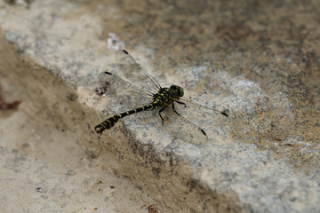 close up Dragonfly with wings sitting on the stick