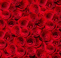 flower rose petal blossom red nature beautiful background