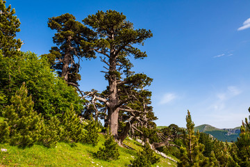 Fototapeta na wymiar Path with beech trees leading to the loricato pines forest in the Pollino national park
