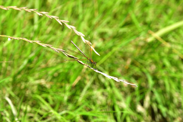 Dragonfly sitting on the grass near the water