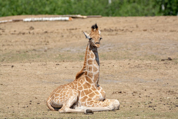 Obraz na płótnie Canvas Giraffe animal in safari park close up