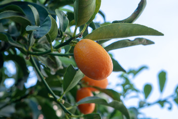 Tropical small ripe orange citrus fruits kumquats on tree, close up, ready to harvest
