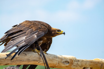 Golden eagle, Aquila chrysaetos, one of the best-known large birds of prey in the Northern Hemisphere