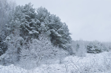 Forest in the winter season.