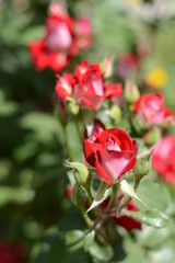 Obraz na płótnie Canvas garden roses