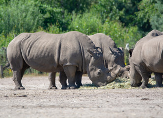 Fototapeta premium Group of big adult African black rhinoceros eating grass in safari park