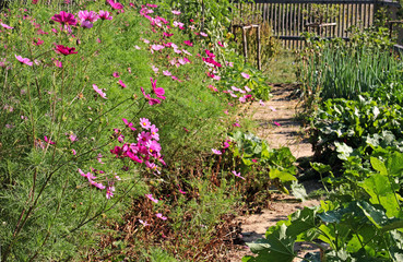 vegetable garden with flowers in summer