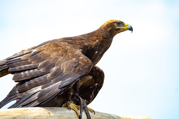 Golden eagle, Aquila chrysaetos, one of the best-known large birds of prey in the Northern Hemisphere