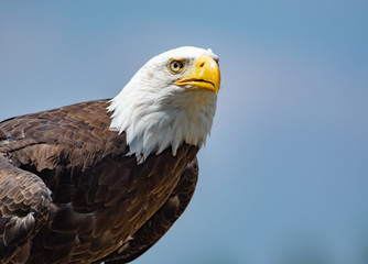 National animal of USA white-tailed big American bald eagle bird close up copy space
