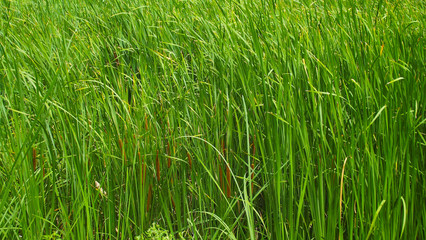 Beautiful reeds on the lake.Natural background.