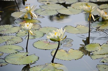 The Blooming Water Lily Flowers and Leaves in Taichung, Taiwan