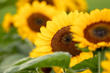 Sunflower at Sakura Furusato Square in Sakura city, Chiba, Japan