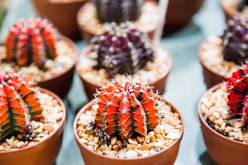 little cactus in market