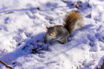 Squirrel in forest at winter scenery - blurred forest in the background