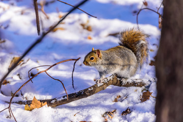 Naklejka na ściany i meble Squirrel in forest at winter scenery - blurred forest in the background