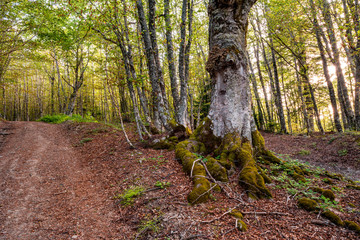 Path with beech trees leading to the loricato pines forest in the Pollino national park