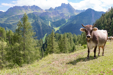 Fototapeta na wymiar Cow in the alpine meadow