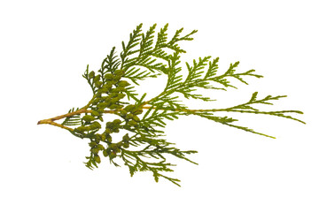 thuya isolated on white background