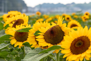 Sunflower at Sakura Furusato Square in Sakura city, Chiba, Japan
