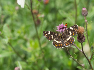 Fototapeta na wymiar The map butterfly (Araschnia levana) - second generation