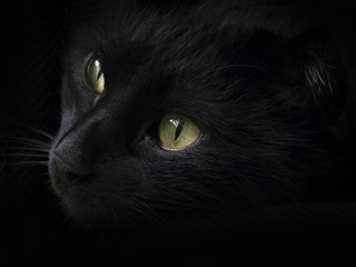 portrait of a beautiful black cat close-up © Serg