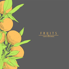 fresh oranges illustration