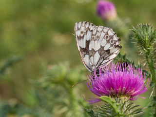 The marbled white butterfly (Melanargia galathea)