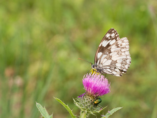 The marbled white butterfly (Melanargia galathea)