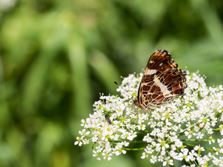 The map butterfly (Araschnia levana) - second generation