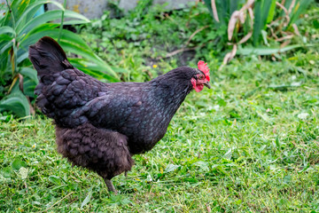 The black chicken in the grass in garden is looking for food_