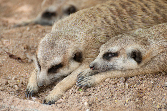 Meerkats Sleeping On Sand In Sunny Day