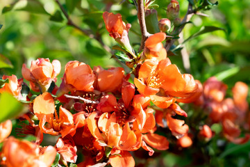 Айва японская